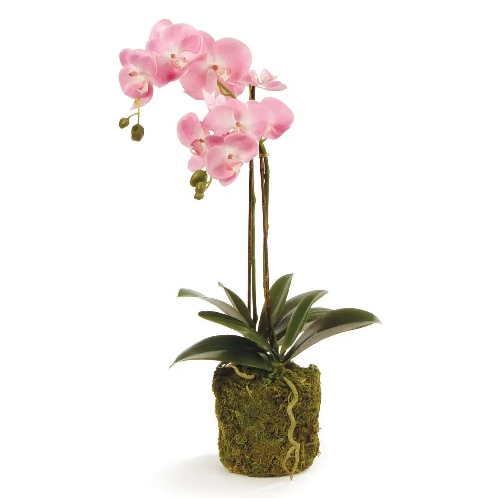 23” Phalaenopsis orchid drop in