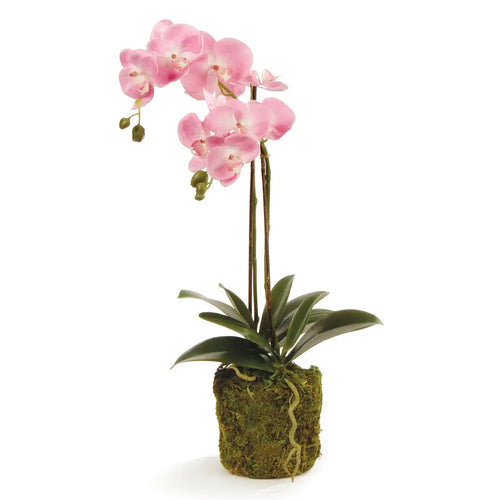 23” Phalaenopsis orchid drop in